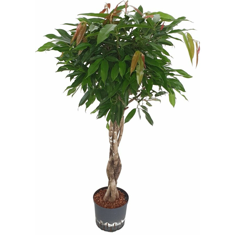 wicken saatgut Blumensamen Stauden-Wicken Mischung von Quedlinburger SAATGUT main image 0
