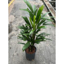 Rhapis excelsa 60 18/19 - LV-8