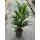 Rhapis excelsa 60 18/19 - LV-8