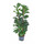 Ficus lyrata bambino 3pp 150 25/19