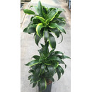 Dracaena der. Dorado 60/30/15 90-100 18/19 - LV-7