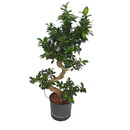 Ficus retusa microcarpa Bonsai S 65 22/19 - LV-3