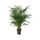 Chrysalidocarpus lutescens (Areca) 100 18/19 - LV-3