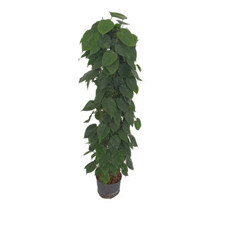 Philodendron Scandens am Gitterrohr 150 28/19 - LV-8
