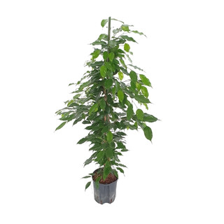 Ficus ben. Exotica 120 18-22/19 - LV-2