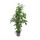 Ficus ben. Exotica 120 18-22/19 - LV-2