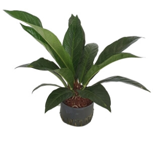 Anthurium Jungle Busch 80  28-32/19
