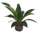 Anthurium Jungle Busch 80  28-32/19