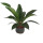 Anthurium Jungle Busch 80  28-32/19