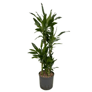 Dracaena der. Janet Lind Karussel 6pp 100 28/19 - LV-9