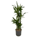 Dracaena der. Janet Lind Karussel 6pp 100 28/19 - LV-9