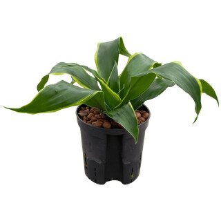 Dracaena der. Dorado Kopf 13/12 - LV-7
