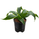 Dracaena der. Dorado Kopf 13/12 - LV-7