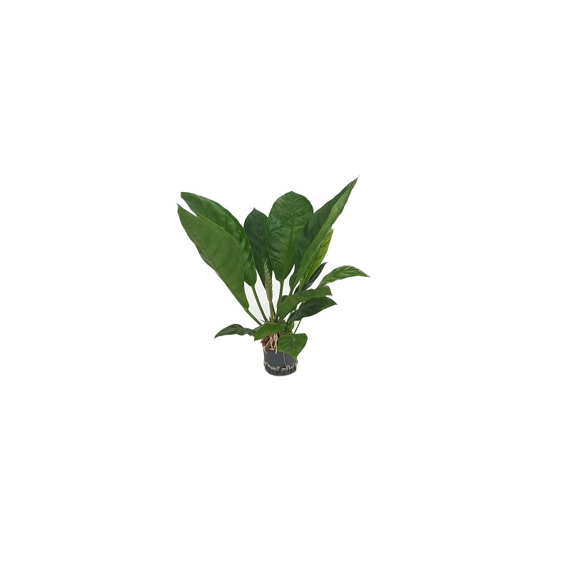 Anthurium -Jungle King- 60-70 22/19 - LV-5