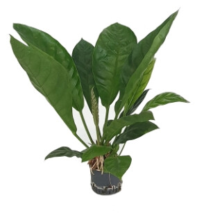 Anthurium -Jungle King- 60-70 22/19 - LV-5