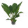 Anthurium -Jungle King- 60-70 22/19 - LV-5