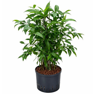 Dracaena Surculosa Tuff 60-70 18/19 - LV-7