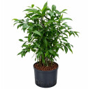 Dracaena Surculosa Tuff 60-70 18/19 - LV-7