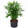 Dracaena Surculosa Tuff 60-70 18/19 - LV-7