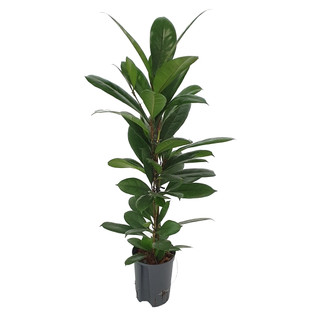 Ficus cyathistipula 80 15-18/19 - LV-4