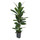 Ficus cyathistipula 80 15-18/19 - LV-4