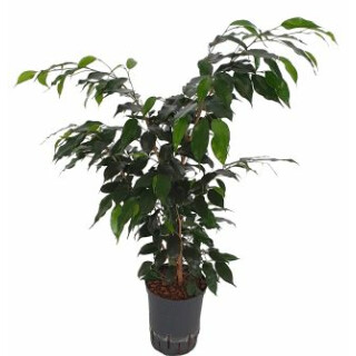Ficus ben. Danielle 100 15-18/19 - LV-3