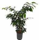 Ficus ben. Danielle 80-100 15-18/19 - LV-3