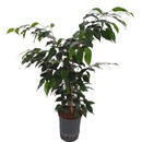 Ficus ben. Danielle 80 15-18/19 - LV-3