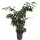 Ficus ben. Danielle 100 15-18/19 - LV-3