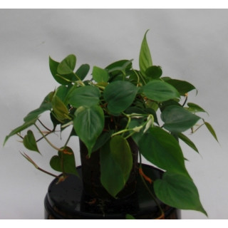 Philodendron scandens 15/19 - LV-8