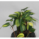 Philodendron scandens Variegata 15/19 - LV-7