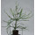 Euphorbia Thirucallii 13/12