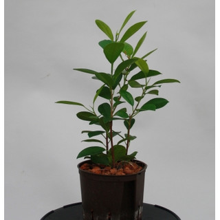 Ficus Moclame  13/12 - LV-4