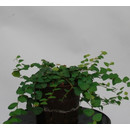 Ficus pumila 13/12 - LV-4