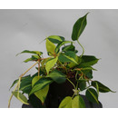 Philodendron scandens variegata  13/12 - LV-7