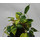 Philodendron scandens variegata  13/12 - LV-7