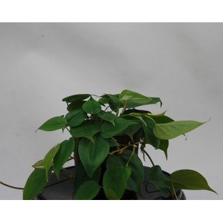 Philodendron scandens 13/12 - LV-8