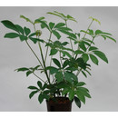 Schefflera arboricola  13/12 - LV-5