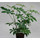 Schefflera arboricola  13/12 - LV-5