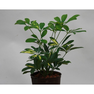 Schefflera arboricola Gold Capella  13/12 - LV -5