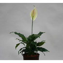 Spathiphyllum Hybriden  13/12 - LV-5
