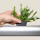 PENDULARIS-ROYAL - Peperomia tetraphylla hope