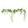 PENDULARIS-ROYAL - Peperomia tetraphylla hope