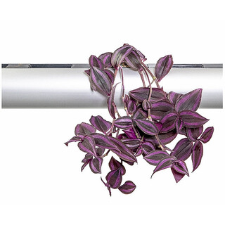 PENDULARIS-RAPID - Tradescantia zebrina Purple Joy