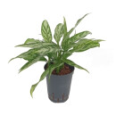 Aglaonema com. Maria-Christina 13/12 - LV-9