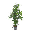 Ficus ben. Exotica 140 18-22/19 - LV-2