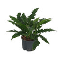 Philodendron narrow 2pp  60cm 22/19 - LV-7