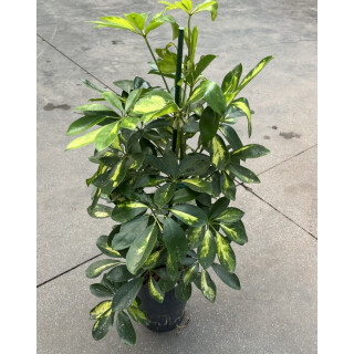 Schefflera arb. Gold Capella Tuff II 60-80 15/19