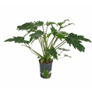 Philodendron Xanadu  60cm 15/19 - LV-7